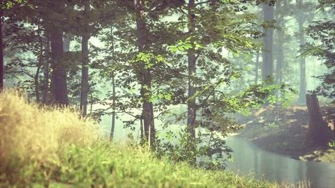 Green grass in the forest at sunny summer morning Stock Illustration