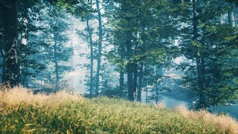 Green grass in the forest at sunny summer morning Stock Illustration