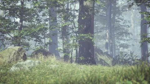 Green grass in the forest at sunny summer morning Stock Illustration