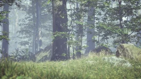 Green grass in the forest at sunny summer morning Stock Illustration