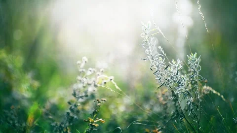Green grass in a forest at sunset. Video stock 252356342