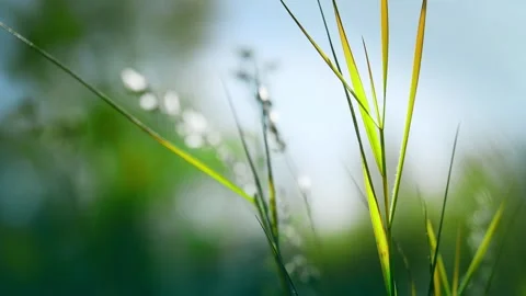 Green grass in a forest at sunset. Video stock 253464182