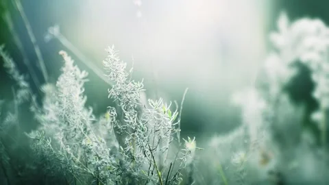 Green grass in a forest at sunset. Video stock 253464314