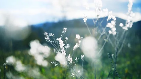 Green grass in a forest at sunset. Video stock 253464632