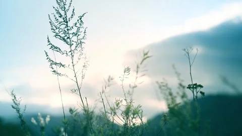 Green grass in a forest at sunset. Video stock 253464692