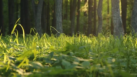 Green grass in the forest at sunset.Summer time in forest. Stock Footage 191622343