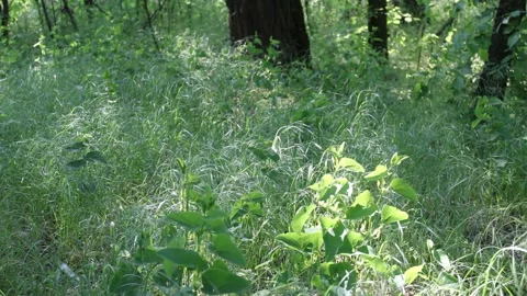 Green grass in the forest sways in the wind. Natural background. 스톡 동영상 155015687