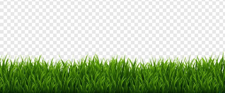Green Grass Frame And Isolated Transparent Background Stock Illustration