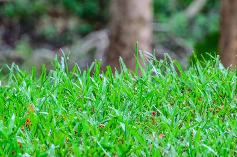 Green of grass frame Stock Photos