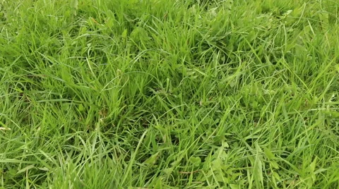 Green grass fresh background spring nature footage Stock Footage 50970688