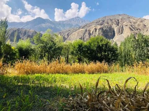 Green grass in front of mountain Stock Photos