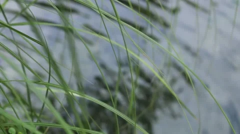Green Grass in Front of a Mountain Pure Water Stream Water Flows Repetitive Video stock 68191811