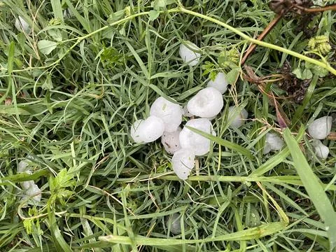 Green grass is full of sleet. Stock Photos