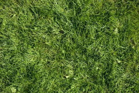 Green grass garden background texture pattern Stock Photos