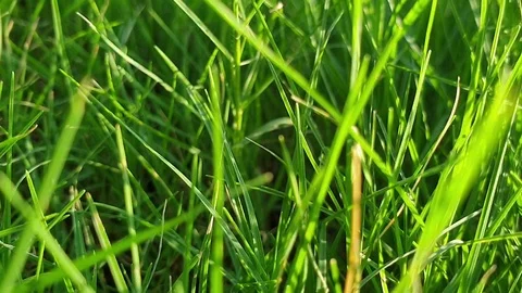 Green grass in the garden Stock Footage 117288768
