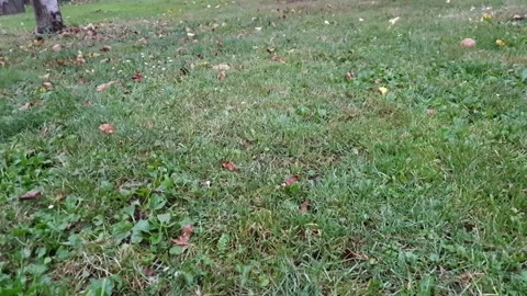 Green grass in garden Stock-Footage 137724592