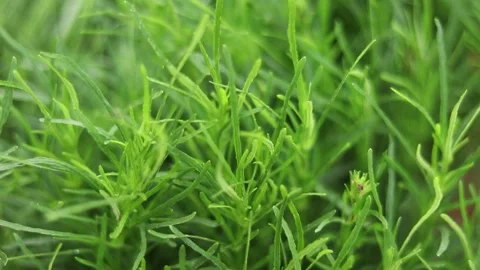 Green Grass in the garden Stock Footage 157032231