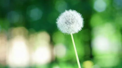 Green grass in garden Stock Footage 204049689