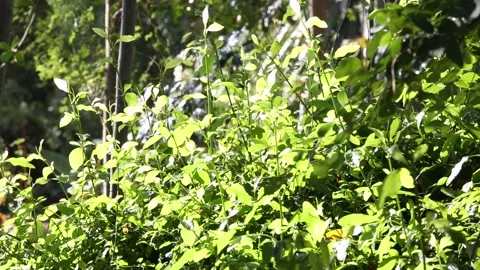 Green grass in the garden	 Видео 306040352