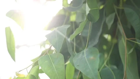 Green grass in the garden 스톡 동영상 306040393