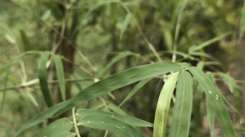 Green grass in the garden Stock Footage 306749032
