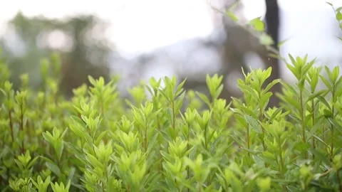 Green grass in the garden Stock-Footage 310079731