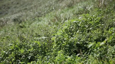 Green grass in the garden Video stock 310298846