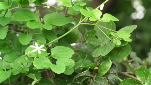 Green grass in the garden 스톡 동영상 310345302