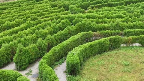 Green grass in the garden Stock-Footage 310355501