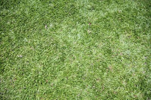 Green grass in the garden. Stock-Fotos
