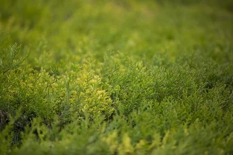 Green grass in the garden Foto stock
