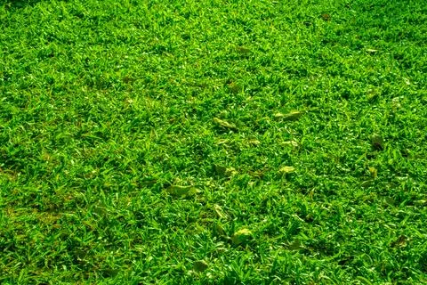 Green grass on garden texture background. Stock Photos