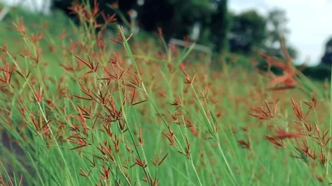 Green grass gently swaying in the wind, capturing the serene and natural mo.. Stock Footage 297157512