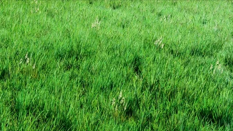 Green grass gently waving in a summer meadow Video stock 240325516