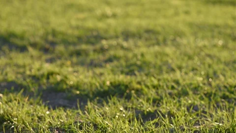 Green grass glitters in the sun Stock Footage 128970641
