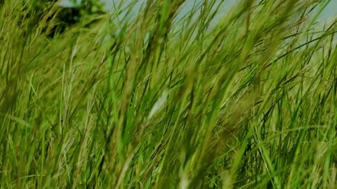 Green grass  going by with the wind Stock Footage 163985157