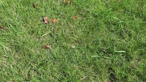 Green grass on a golf course, sunlight, wind, close-up Video stock 166593483