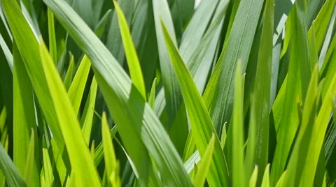 Green grass gracefully blowing in the wind - Slow motion Stock Footage 58357495