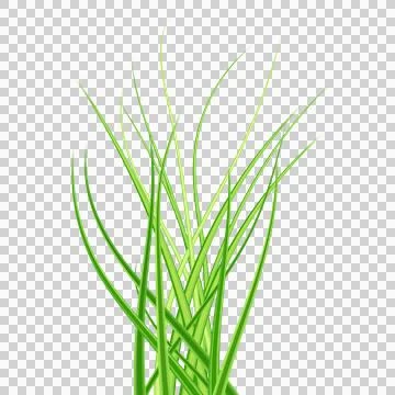 Green grass. Grass bushes of different shapes. Hand drawn grass. Green gras.. Stock Illustration