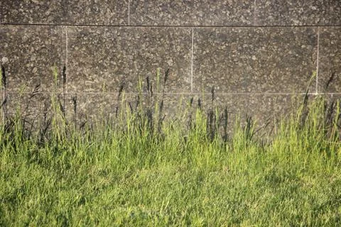 Green grass before grey stone grunge wall texture 库存照片