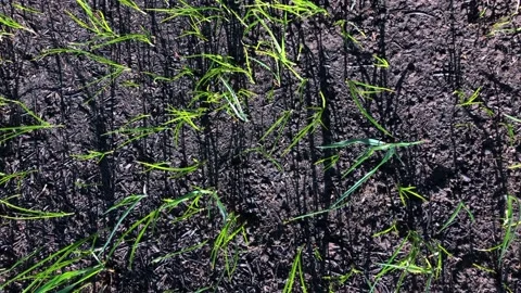 Green grass on the ground after a fire. Frame symbolizing the rebirth of life Stock Footage 201528446