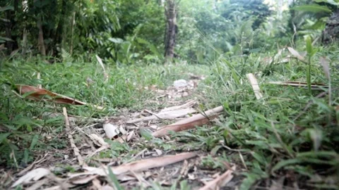 Green Grass on the Ground 動画素材 242140878