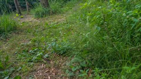 Green grass on the ground in the forest Stock Footage 112176153