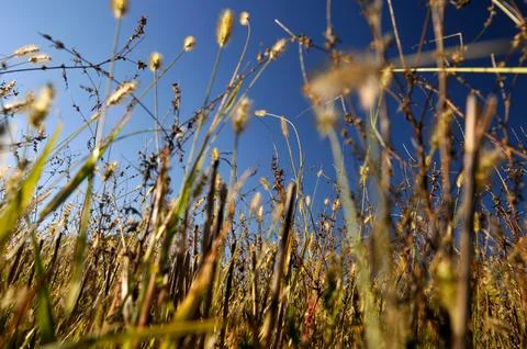 Green grass on ground level Stock Photos