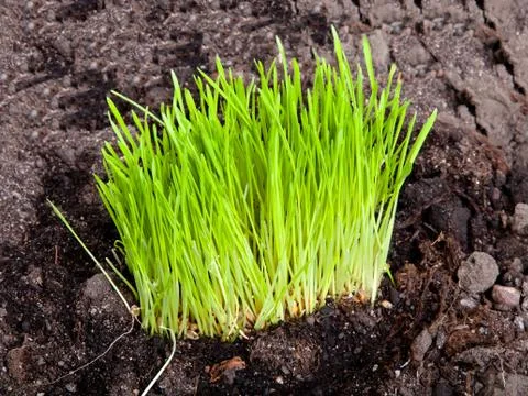 Green grass on the ground Stock Photos