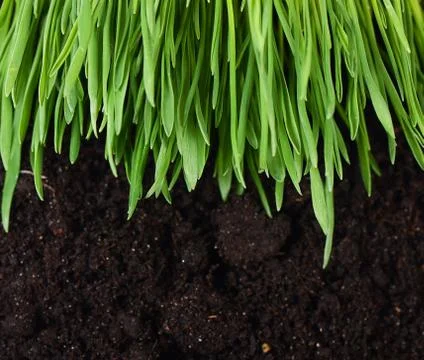 Green grass with a ground Stock Photos