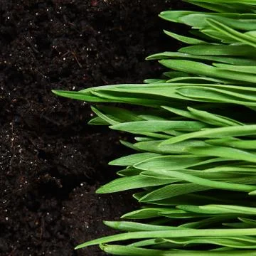 Green grass with a ground Stock Photos