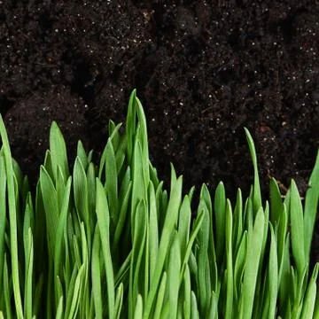 Green grass with a ground Stock Photos