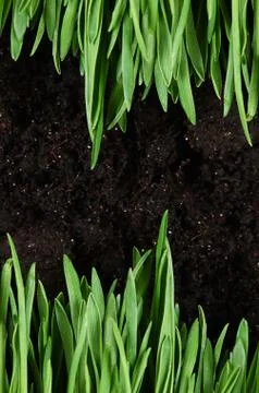 Green grass with a ground Stock Photos