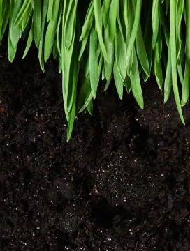 Green grass with a ground Stock Photos